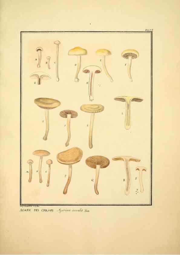 Reproducción/Reproduction 6045869412: Figures des champignons, servant de supplément aux planches de Bulliard Paris :Meilhac,1839-1842
