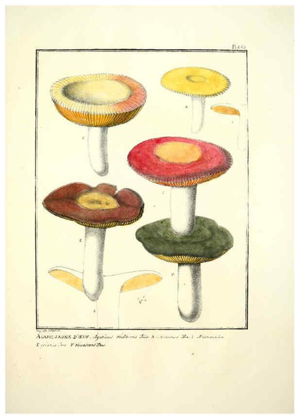 Reproducción/Reproduction 6045871772: Figures des champignons, servant de supplément aux planches de Bulliard Paris :Meilhac,1839-1842