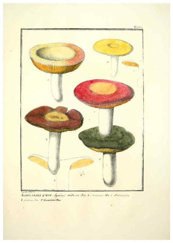 Reproducción/Reproduction 6045871772: Figures des champignons, servant de supplément aux planches de Bulliard Paris :Meilhac,1839-1842