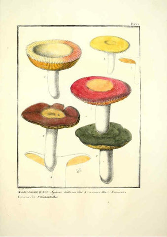 Reproducción/Reproduction 6045871772: Figures des champignons, servant de supplément aux planches de Bulliard Paris :Meilhac,1839-1842