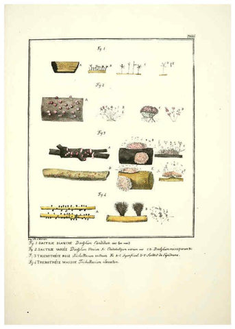Reproducción/Reproduction 6045321871: Figures des champignons, servant de supplément aux planches de Bulliard Paris :Meilhac,1839-1842