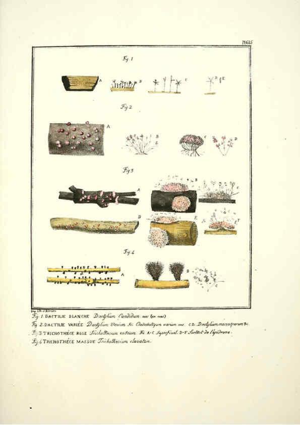 Reproducción/Reproduction 6045321871: Figures des champignons, servant de supplément aux planches de Bulliard Paris :Meilhac,1839-1842