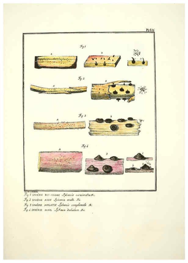Reproducción/Reproduction 6045872518: Figures des champignons, servant de supplément aux planches de Bulliard Paris :Meilhac,1839-1842