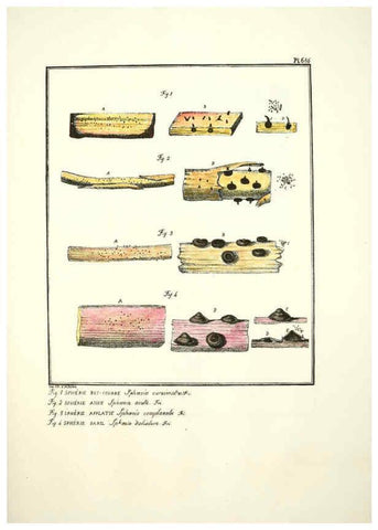 Reproducción/Reproduction 6045872518: Figures des champignons, servant de supplément aux planches de Bulliard Paris :Meilhac,1839-1842
