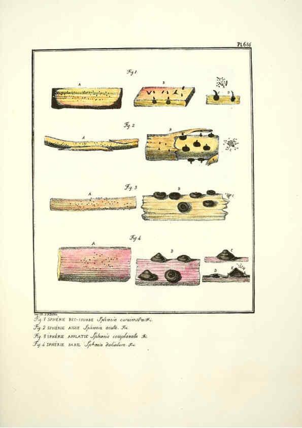 Reproducción/Reproduction 6045872518: Figures des champignons, servant de supplément aux planches de Bulliard Paris :Meilhac,1839-1842