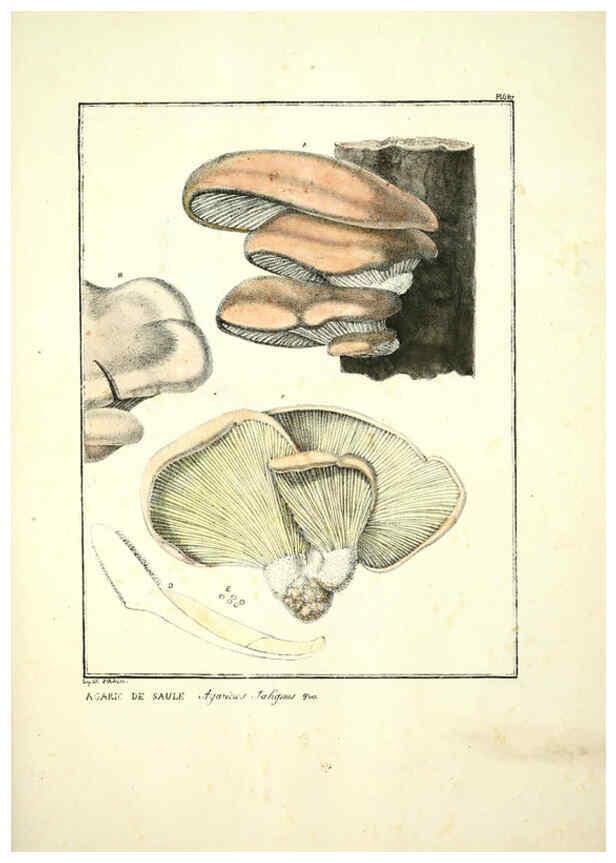 Reproducción/Reproduction 6045872704: Figures des champignons, servant de supplément aux planches de Bulliard Paris :Meilhac,1839-1842
