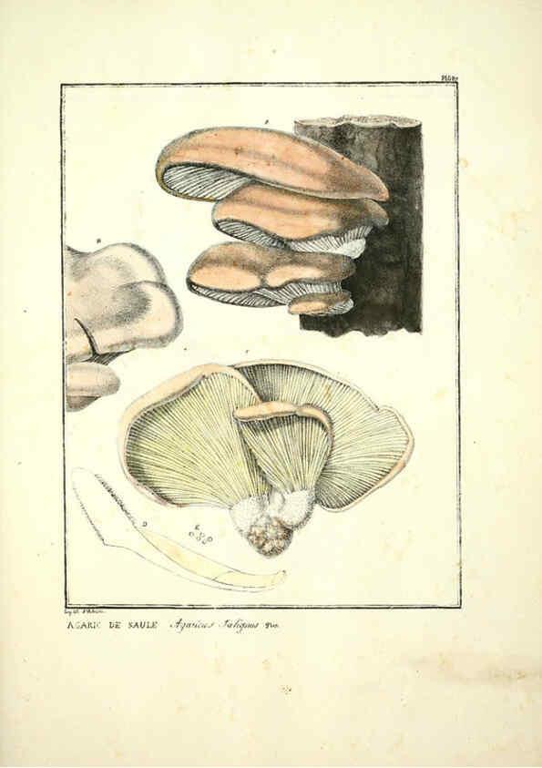 Reproducción/Reproduction 6045872704: Figures des champignons, servant de supplément aux planches de Bulliard Paris :Meilhac,1839-1842