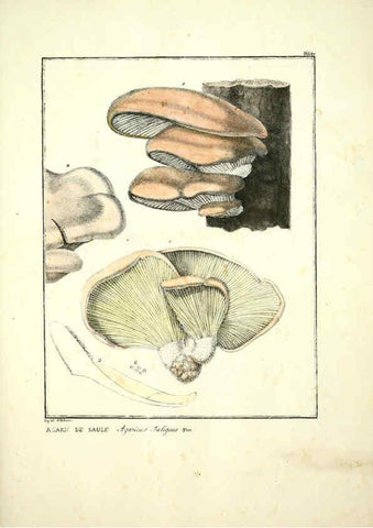 Reproducción/Reproduction 6045872704: Figures des champignons, servant de supplément aux planches de Bulliard Paris :Meilhac,1839-1842
