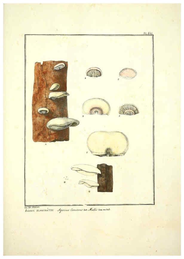Reproducción/Reproduction 6045872986: Figures des champignons, servant de supplément aux planches de Bulliard Paris :Meilhac,1839-1842