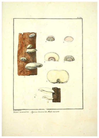 Reproducción/Reproduction 6045872986: Figures des champignons, servant de supplément aux planches de Bulliard Paris :Meilhac,1839-1842