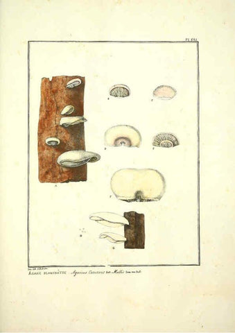 Reproducción/Reproduction 6045872986: Figures des champignons, servant de supplément aux planches de Bulliard Paris :Meilhac,1839-1842