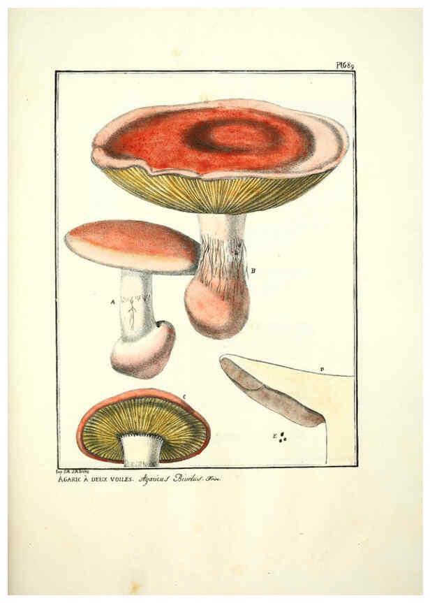 Reproducción/Reproduction 6045322875: Figures des champignons, servant de supplément aux planches de Bulliard Paris :Meilhac,1839-1842