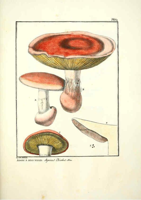 Reproducción/Reproduction 6045322875: Figures des champignons, servant de supplément aux planches de Bulliard Paris :Meilhac,1839-1842