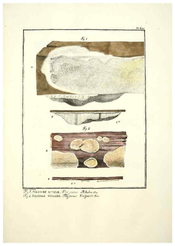 Reproducción/Reproduction 6045873380: Figures des champignons, servant de supplément aux planches de Bulliard Paris :Meilhac,1839-1842