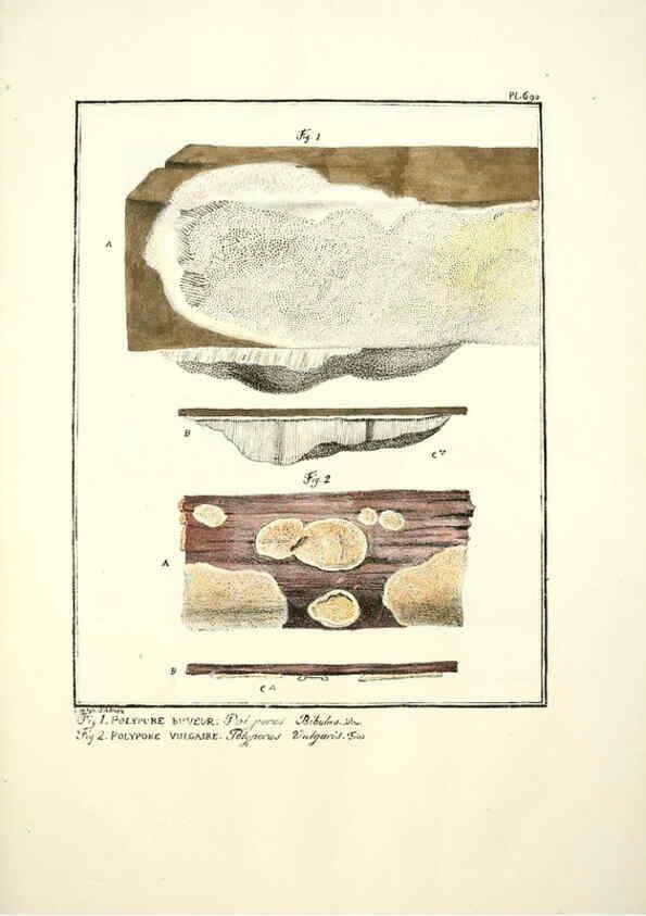 Reproducción/Reproduction 6045873380: Figures des champignons, servant de supplément aux planches de Bulliard Paris :Meilhac,1839-1842