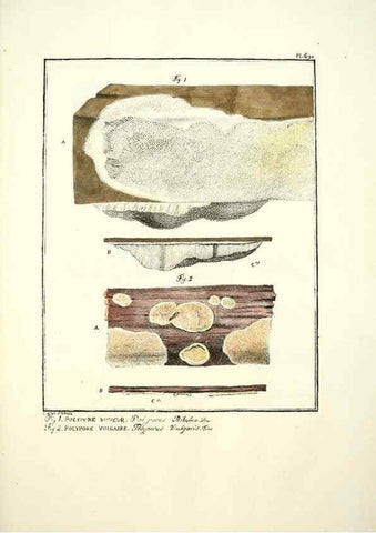 Reproducción/Reproduction 6045873380: Figures des champignons, servant de supplément aux planches de Bulliard Paris :Meilhac,1839-1842