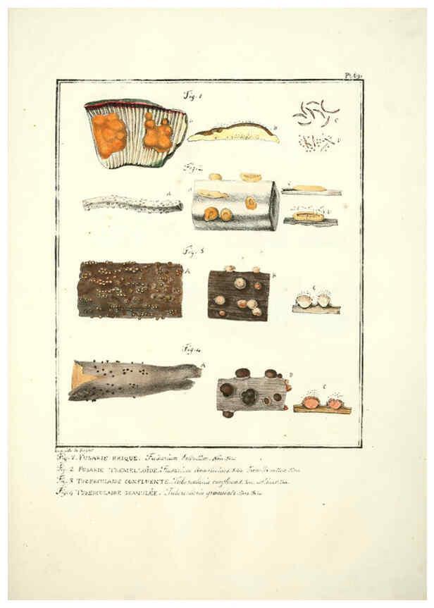 Reproducción/Reproduction 6045873578: Figures des champignons, servant de supplément aux planches de Bulliard Paris :Meilhac,1839-1842