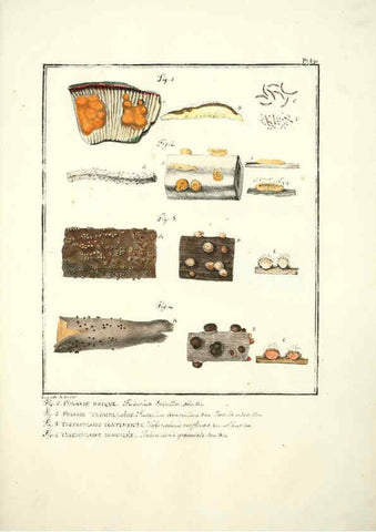 Reproducción/Reproduction 6045873578: Figures des champignons, servant de supplément aux planches de Bulliard Paris :Meilhac,1839-1842