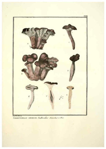Reproducción/Reproduction 6045321657: Figures des champignons, servant de supplément aux planches de Bulliard Paris :Meilhac,1839-1842