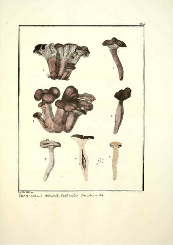 Reproducción/Reproduction 6045321657: Figures des champignons, servant de supplément aux planches de Bulliard Paris :Meilhac,1839-1842
