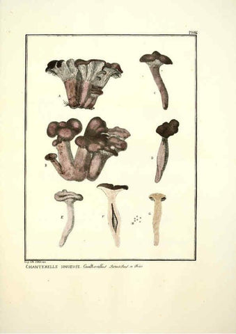 Reproducción/Reproduction 6045321657: Figures des champignons, servant de supplément aux planches de Bulliard Paris :Meilhac,1839-1842