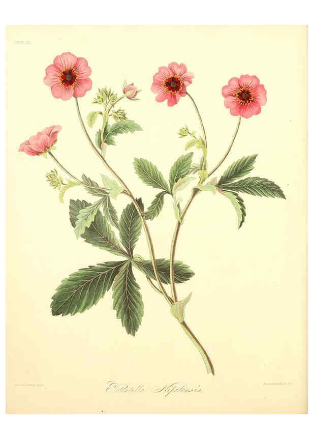 Reproducción/Reproduction 6049522718: Floral illustrations of the seasons London,Robert Havell,1831 [i.e. 1829] 