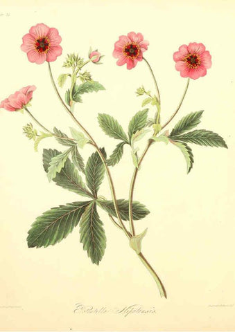 Reproducción/Reproduction 6049522718: Floral illustrations of the seasons London,Robert Havell,1831 [i.e. 1829] 