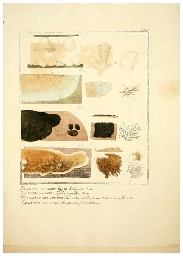 Reproducción/Reproduction 6045318837: Figures des champignons, servant de supplément aux planches de Bulliard Paris :Meilhac,1839-1842