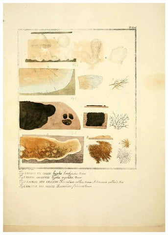 Reproducción/Reproduction 6045318837: Figures des champignons, servant de supplément aux planches de Bulliard Paris :Meilhac,1839-1842