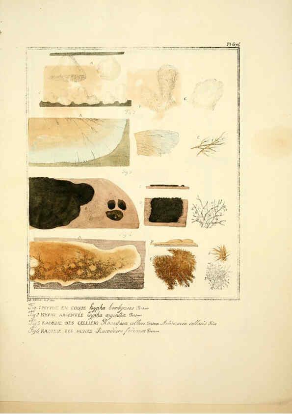 Reproducción/Reproduction 6045318837: Figures des champignons, servant de supplément aux planches de Bulliard Paris :Meilhac,1839-1842