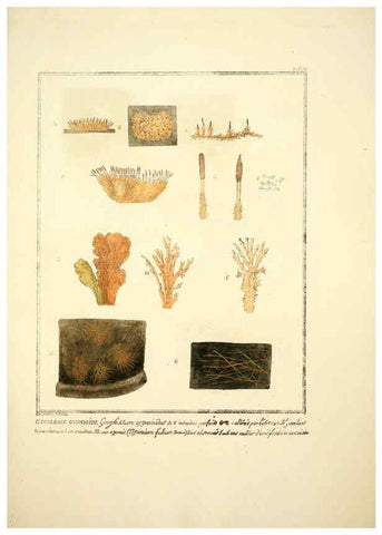 Reproducción/Reproduction 6045868766: Figures des champignons, servant de supplément aux planches de Bulliard Paris :Meilhac,1839-1842