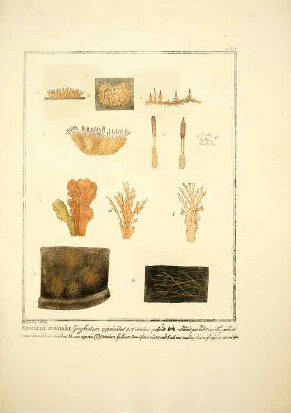 Reproducción/Reproduction 6045868766: Figures des champignons, servant de supplément aux planches de Bulliard Paris :Meilhac,1839-1842