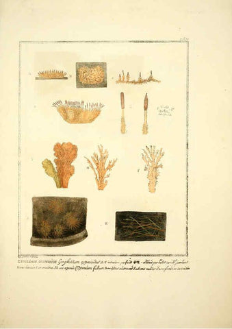 Reproducción/Reproduction 6045868766: Figures des champignons, servant de supplément aux planches de Bulliard Paris :Meilhac,1839-1842