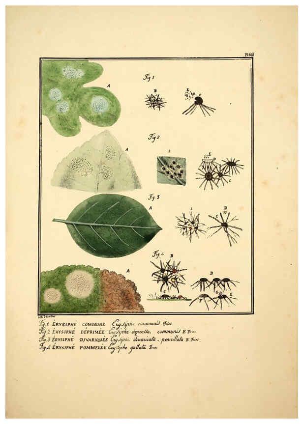 Reproducción/Reproduction 6045865478: Figures des champignons, servant de supplément aux planches de Bulliard Paris :Meilhac,1839-1842