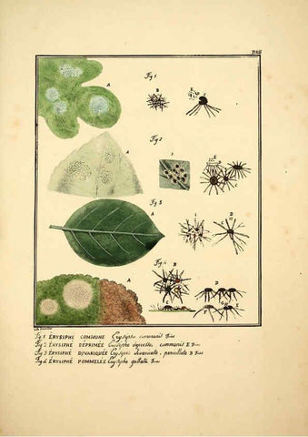Reproducción/Reproduction 6045865478: Figures des champignons, servant de supplément aux planches de Bulliard Paris :Meilhac,1839-1842