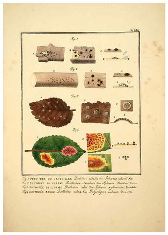 Reproducción/Reproduction 6045865768: Figures des champignons, servant de supplément aux planches de Bulliard Paris :Meilhac,1839-1842