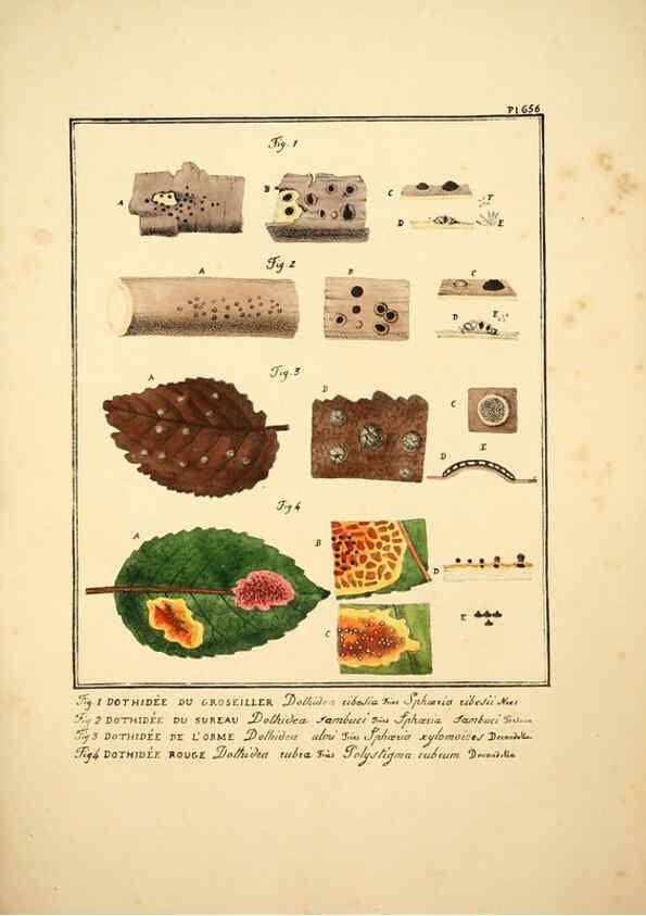 Reproducción/Reproduction 6045865768: Figures des champignons, servant de supplément aux planches de Bulliard Paris :Meilhac,1839-1842