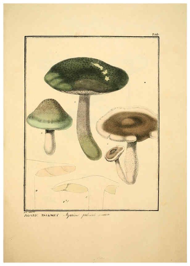 Reproducción/Reproduction 6045315541: Figures des champignons, servant de supplément aux planches de Bulliard Paris :Meilhac,1839-1842