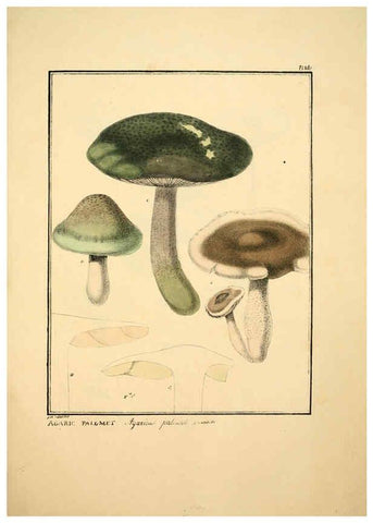 Reproducción/Reproduction 6045315541: Figures des champignons, servant de supplément aux planches de Bulliard Paris :Meilhac,1839-1842