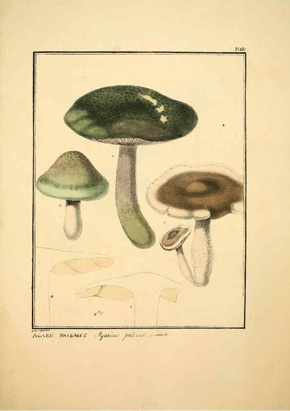 Reproducción/Reproduction 6045315541: Figures des champignons, servant de supplément aux planches de Bulliard Paris :Meilhac,1839-1842