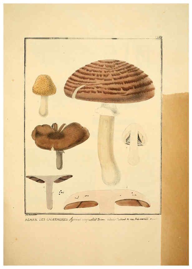 Reproducción/Reproduction 6045866192: Figures des champignons, servant de supplément aux planches de Bulliard Paris :Meilhac,1839-1842