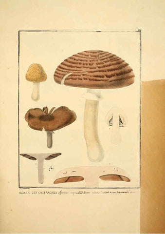 Reproducción/Reproduction 6045866192: Figures des champignons, servant de supplément aux planches de Bulliard Paris :Meilhac,1839-1842