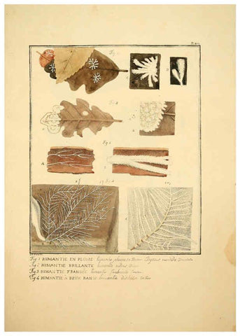 Reproducción/Reproduction 6045315949: Figures des champignons, servant de supplément aux planches de Bulliard Paris :Meilhac,1839-1842