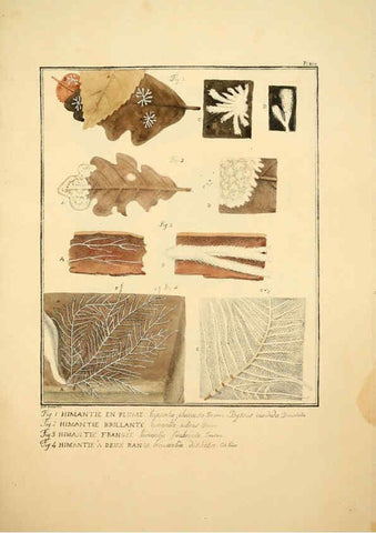 Reproducción/Reproduction 6045315949: Figures des champignons, servant de supplément aux planches de Bulliard Paris :Meilhac,1839-1842