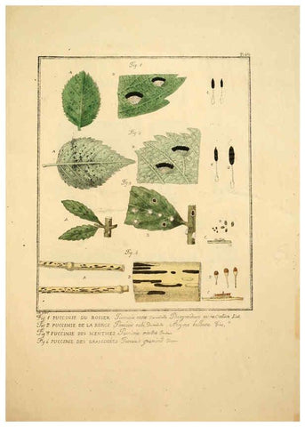 Reproducción/Reproduction 6045316161: Figures des champignons, servant de supplément aux planches de Bulliard Paris :Meilhac,1839-1842