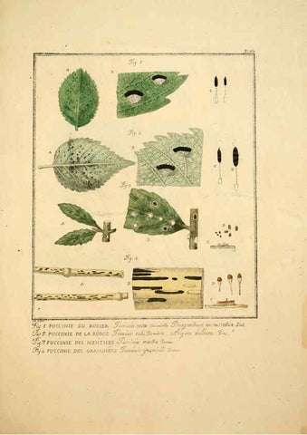 Reproducción/Reproduction 6045316161: Figures des champignons, servant de supplément aux planches de Bulliard Paris :Meilhac,1839-1842