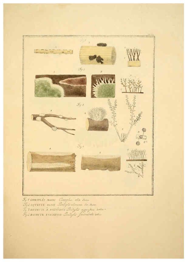 Reproducción/Reproduction 6045866750: Figures des champignons, servant de supplément aux planches de Bulliard Paris :Meilhac,1839-1842