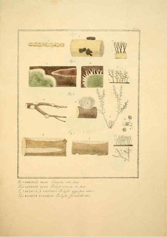 Reproducción/Reproduction 6045866750: Figures des champignons, servant de supplément aux planches de Bulliard Paris :Meilhac,1839-1842