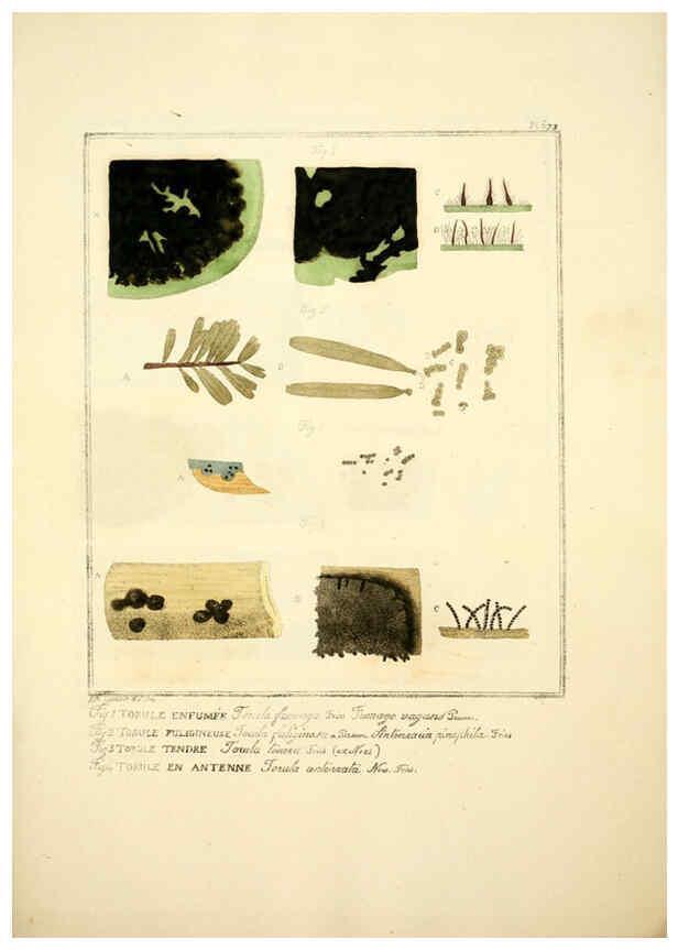 Reproducción/Reproduction 6045869024: Figures des champignons, servant de supplément aux planches de Bulliard Paris :Meilhac,1839-1842