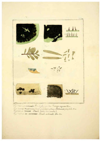 Reproducción/Reproduction 6045869024: Figures des champignons, servant de supplément aux planches de Bulliard Paris :Meilhac,1839-1842